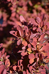 First Editions Toscana Barberry (Berberis thunbergii 'BailJulia') at Lakeshore Garden Centres