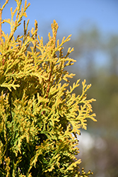 Amber Gold Arborvitae (Thuja occidentalis 'Jantar') at Green Thumb Garden Centre