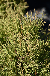 Norm Evers Arborvitae (Thuja occidentalis 'Norm Evers') at Lakeshore Garden Centres
