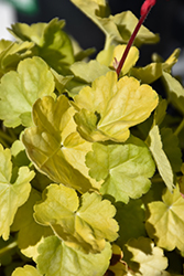 Dolce Appletini Coral Bells (Heuchera 'Appletini') at Lakeshore Garden Centres