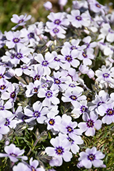 North Hills Moss Phlox (Phlox subulata 'North Hills') at Lakeshore Garden Centres