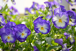Halo Lilac Pansy (Viola cornuta 'Halo Lilac') at Lakeshore Garden Centres
