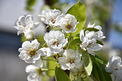 Parker Pear (Pyrus 'Parker') at Lakeshore Garden Centres