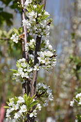 BlackIce Cherry-Plum (Prunus 'Lydecker') at Lakeshore Garden Centres