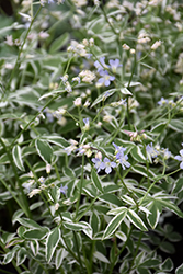 Touch Of Class Jacob's Ladder (Polemonium reptans 'Touch Of Class') at Peter Knippel Garden Centre