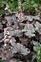 Plum Cascade Foamy Bells (Heucherella 'Plum Cascade') at Lakeshore Garden Centres