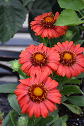 Sunset Celebration Blanket Flower (Gaillardia x grandiflora 'Sunset Celebration') at Lakeshore Garden Centres