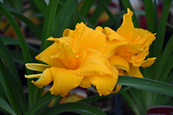 Condilla Daylily (Hemerocallis 'Condilla') at Golden Acre Home & Garden