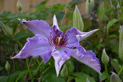 Little Duckling Clematis (Clematis 'Little Duckling') at Lakeshore Garden Centres