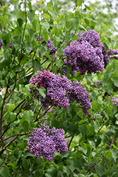 Albert F. Holden Lilac (Syringa vulgaris 'Albert F. Holden') at Lakeshore Garden Centres