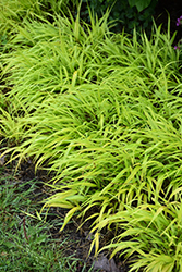 All Gold Hakone Grass (Hakonechloa macra 'All Gold') at Peter Knippel Garden Centre