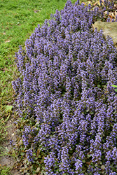 Caitlin's Giant Bugleweed (Ajuga reptans 'Caitlin's Giant') at The Mustard Seed