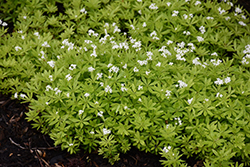Sweet Woodruff (Galium odoratum) at Peter Knippel Garden Centre