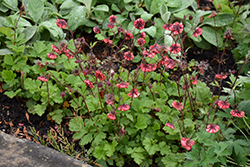 Flames of Passion Avens (Geum 'Flames of Passion') at Lakeshore Garden Centres
