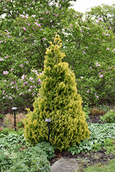 Gold Drop Arborvitae (Thuja occidentalis 'Gold Drop') at Lakeshore Garden Centres