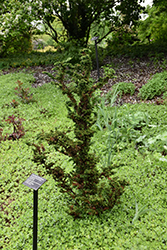 Chirimen Hinoki Falsecypress (Chamaecyparis obtusa 'Chirimen') at Lakeshore Garden Centres
