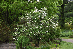 Fragrant Viburnum (Viburnum x carlcephalum) at Peter Knippel Garden Centre