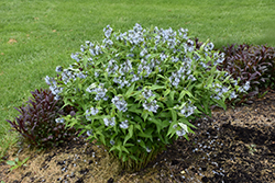 Blue Star Flower (Amsonia tabernaemontana) at Golden Acre Home & Garden