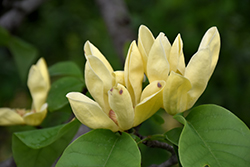 Sun Sprite Magnolia (Magnolia 'Sun Sprite') at Lakeshore Garden Centres