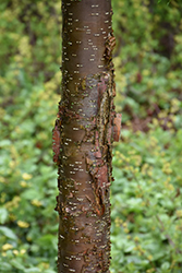Great Wall Pekin Lilac (Syringa pekinensis 'WFH2') at Lakeshore Garden Centres