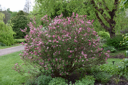 Fairytale Tinkerbelle Lilac (Syringa 'Bailbelle') at Peter Knippel Garden Centre