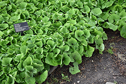 Canadian Wild Ginger (Asarum canadense) at Peter Knippel Garden Centre