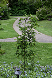 Pink Cascade Weeping Cherry (Prunus 'NCPH1') at Lakeshore Garden Centres