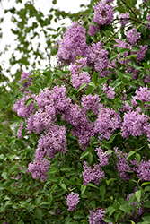 Persian Lilac (Syringa x persica) at Lakeshore Garden Centres