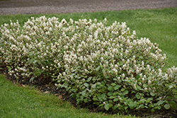 Blue Shadow Fothergilla (Fothergilla major 'Blue Shadow') at Lakeshore Garden Centres