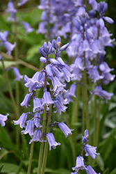 Excelsior Spanish Bluebell (Hyacinthoides hispanica 'Excelsior') at Lakeshore Garden Centres