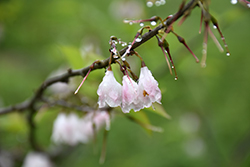 Rosy Ridge Carolina Silverbell (Halesia tetraptera 'Rosy Ridge') at Lakeshore Garden Centres