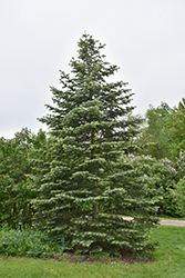 Rochester White Fir (Abies concolor 'Rochester') at Lakeshore Garden Centres