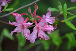 Roseshell Azalea (Rhododendron prinophyllum) at Lakeshore Garden Centres