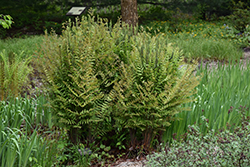 Royal Fern (Osmunda regalis) at Green Thumb Garden Centre