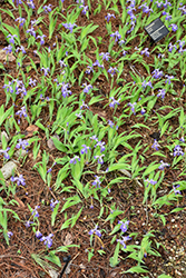 Dwarf Crested Iris (Iris cristata) at Lakeshore Garden Centres
