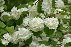 Popcorn Doublefile Viburnum (Viburnum plicatum 'Popcorn') at Lakeshore Garden Centres
