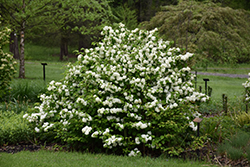 Popcorn Doublefile Viburnum (Viburnum plicatum 'Popcorn') at Lakeshore Garden Centres