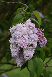 President Fallieres Lilac (Syringa vulgaris 'President Fallieres') at Lakeshore Garden Centres
