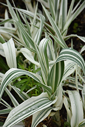 Variegated Giant Reed Grass (Arundo donax 'Variegata') at Lakeshore Garden Centres