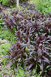 Dark Towers Beard Tongue (Penstemon 'Dark Towers') at Peter Knippel Garden Centre