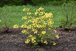 Narcissiflora Azalea (Rhododendron 'Narcissiflora') at Lakeshore Garden Centres