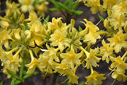 Narcissiflora Azalea (Rhododendron 'Narcissiflora') at Lakeshore Garden Centres
