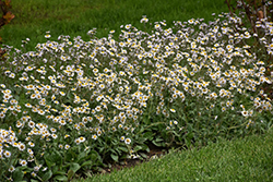 Lynnhaven Carpet Fleabane (Erigeron pulchellus 'Lynnhaven Carpet') at Lakeshore Garden Centres