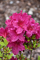Bloom-A-Thon Red Magnificence Azalea (Rhododendron 'RLH1-10P18') at Lakeshore Garden Centres