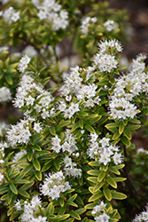 Sand Myrtle (Kalmia buxifolia) at Lakeshore Garden Centres