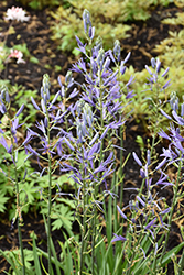 Blue Heaven Camassia (Camassia leichtlinii 'Blue Heaven') at Lakeshore Garden Centres