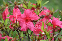 Girard's Border Gem Azalea (Rhododendron 'Girard's Border Gem') at Lakeshore Garden Centres