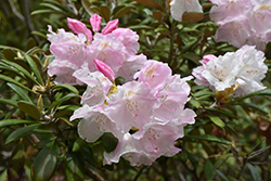 Mist Maiden Rhododendron (Rhododendron yakushimanum 'Mist Maiden') at Lakeshore Garden Centres