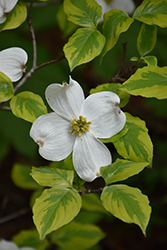 Rainbow Flowering Dogwood (Cornus florida 'Rainbow') at Lakeshore Garden Centres