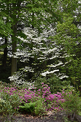 Rainbow Flowering Dogwood (Cornus florida 'Rainbow') at Lakeshore Garden Centres